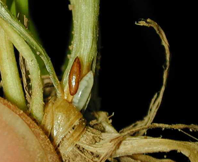 hessian fly 2.jpg hessian fly 2.jpg